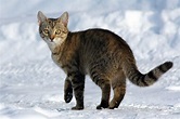 Fichier:Felis catus-cat on snow.jpg — Wikipédia