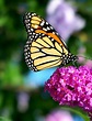 File:Monarch Butterfly Flower.jpg - Wikipedia