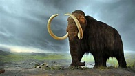 El mamut lanudo está cerca de ser resucitado