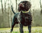 American Water Spaniel - Dog Breed Guide