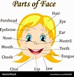 Cartoon child girl vocabulary face parts Vector Image