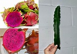 American Beauty Dragon Fruit / Pitaya / Pitahaya - Etsy