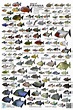 A swarm of Piranha species | MonsterFishKeepers.com