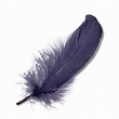The meaning and symbolism of the word - Feather