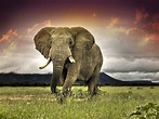 4K Afrikanischer Elefant Wallpapers | Hintergründe