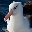 Campbell Albatross - Lord Howe Island Birds