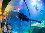 Sea Life in Königswinter: Frühjahrsputz im Sea Life-Aquarium