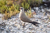 Canastera común - Birdwatching Roquetas de Mar
