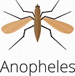Royalty Free Anopheles Mosquito Clip Art, Vector Images & Illustrations ...