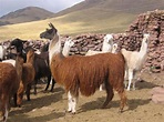 Alpaca Fiesta 2018: estas son las razas del camélido peruano ...