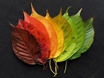 Autumn Leaves Fall - Free photo on Pixabay