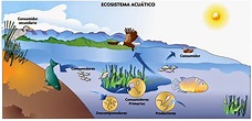 El Ambiente y sus maravillas!!: Ecosistema Acuático