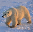 Norwegen: Polarlichter und Eisbären in Spitzbergen - WELT