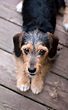 Terrier Mix - A Guide To The Most Popular Terrier Cross Breeds