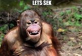 Orangutan Meme - IdleMeme