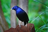 Real World Gardener Satin Bower Bird in Wildlife in Focus | Real World ...