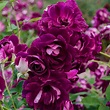 Burgundy Iceberg Floribunda Rose|Gurney's Seed & Nursery Co.