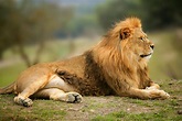 IMAGENES DE LEONES: IMAGEN LEON DESCANSANDO EN LA SABANA