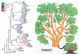 Генеалогическое древо индоевропейских языков схема - 86 фото