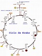Ciclo de Krebs - O que é, como funciona, reações, funções e relevância