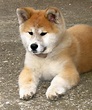 Japanese Akita Inu Info, Temperament, Puppies, Pictures