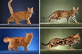 Same Gene Guides Cheetah and Tabby Cat Coat Patterns | Science ...
