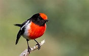 Incredible Facts About Red Robin’s You Didn’t Know – Animal Encyclopedia