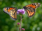 Butterfly Kisses by jewels4665 on DeviantArt