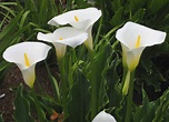 Zantedeschia aethiopica Profile – California Invasive Plant Council
