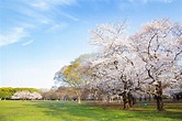 都心で春爛漫！代々木公園の桜が満開の美しさ : 斜め打ちニュース