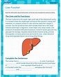 Liver Function - Printable Science Worksheet for Fifth Grade 2nd Grade ...
