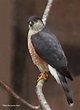 Sharp-shinned Hawk | State of Tennessee, Wildlife Resources Agency