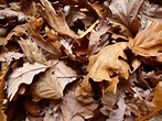 Free Image of Background of dead brown autumn leaves | Freebie.Photography