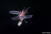 Firefly in Flight - Steve Gettle Nature Photography