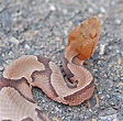 Copperhead (Reptiles of Alabama) · iNaturalist