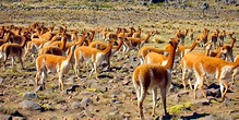 Reserva Nacional Pampa Galeras-Bárbara d'Achille, Reserva de Perú