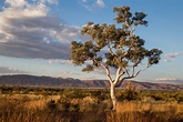 Australian Bush Colours - Australian Photography
