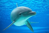 Conoce a los amigables delfines - El Especial