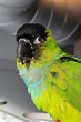 The Parrot Sanctuary - Bandit