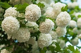 Chinese Snowball Viburnum: Care and Growing Guide