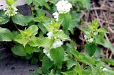 HD wallpaper: nettle, spring, flowering nettle, flowers nettle, leaf ...