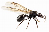 The amazing secrets behind 'flying ant day'