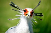 Secretary Bird and Bateleur up-listed to Endangered on IUCN Red List ...