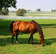 Kentucky Horse Park - Wikipedia