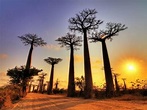 Il viale dei baobab in Madagascar: periodo migliore per visitarlo e ...