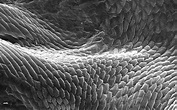 Peering into the micro world | Scanning electron micrograph ...