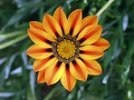 File:Flower jtca001.jpg - Wikimedia Commons