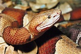 Copperhead | venomous, North America, habitats | Britannica
