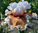 Blythe Iris | Most beautiful flowers, Beautiful flowers, Iris