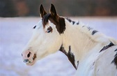 The Rare Medicine Hat Paint Horse: Fascinating Facts